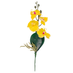 Orquídea decorativa con raíz y hoja verde