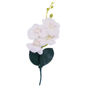 Orquídea decorativa de floración compacta