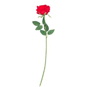 Rosa decorativa de silueta elegante