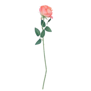 Rosas
