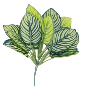 Plantas