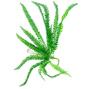 FL707 | Rama decorativa de helecho verde de forma extendida