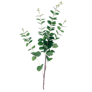 Ramas largas
